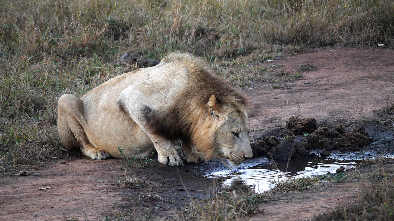 lion  thirst  nature free photo