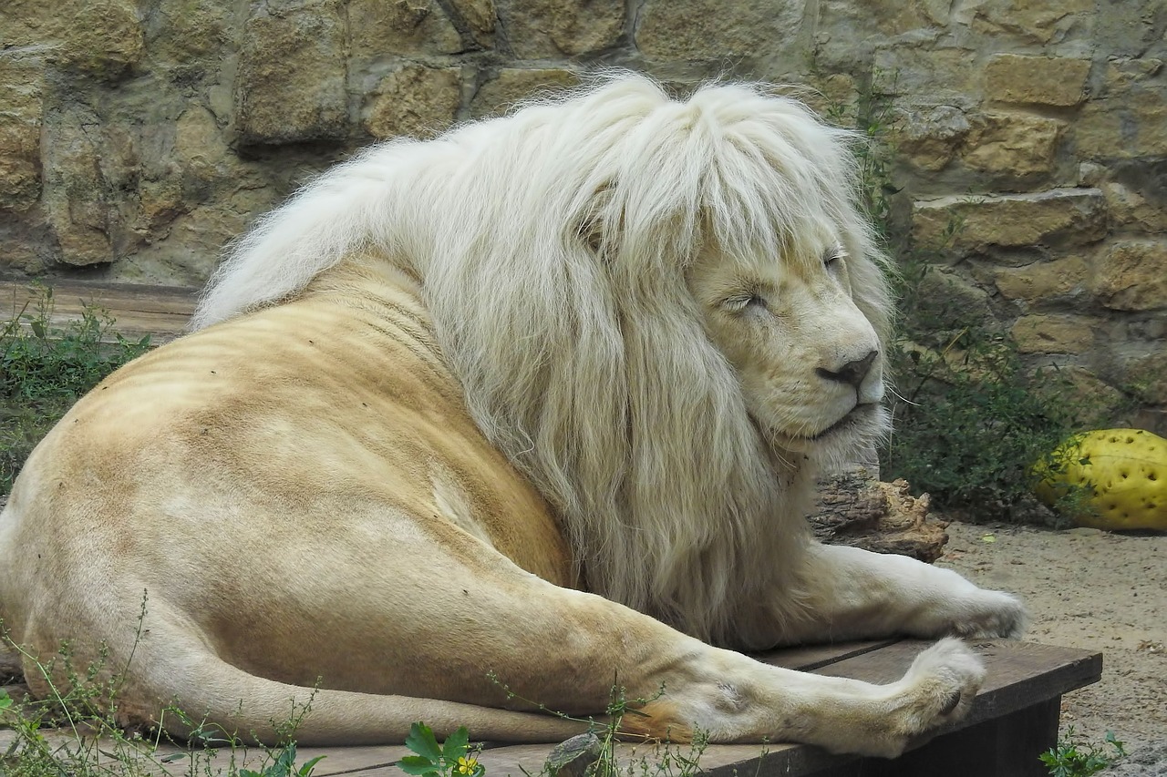 lion  white lion  big cat free photo