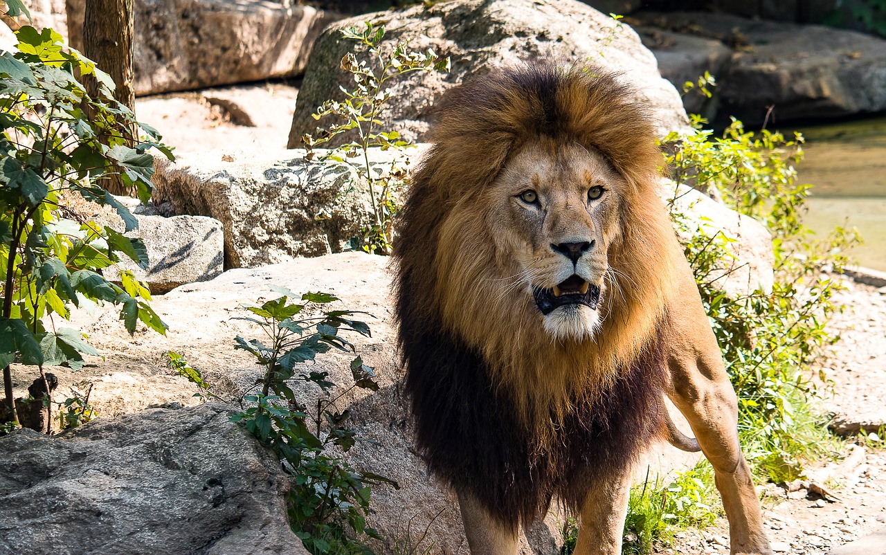 lion  predator  big cat free photo