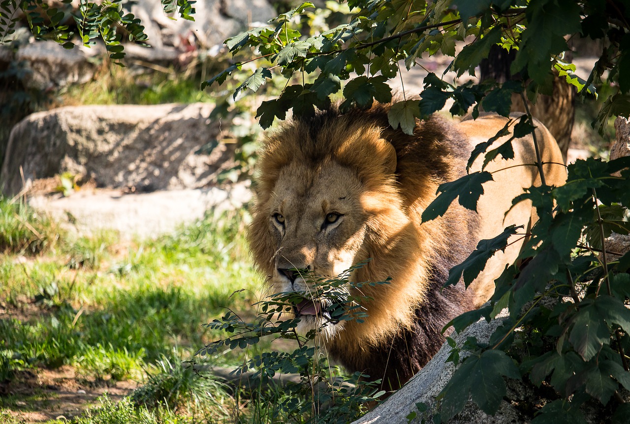 lion  predator  big cat free photo