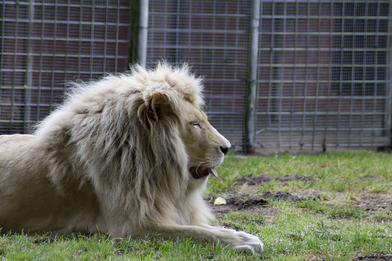 lion  tongue  animal world free photo