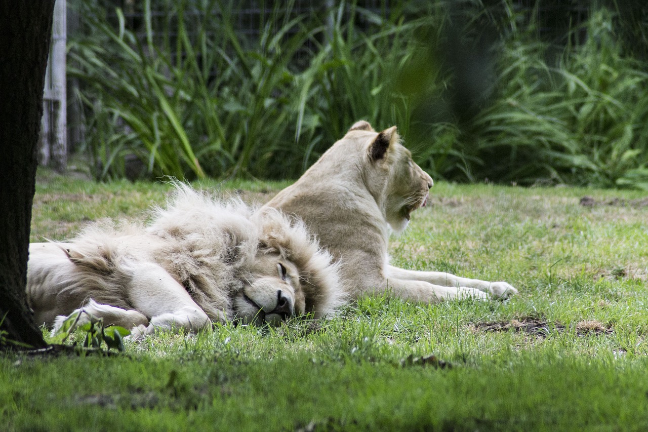 lion  rest of the time  lazy free photo