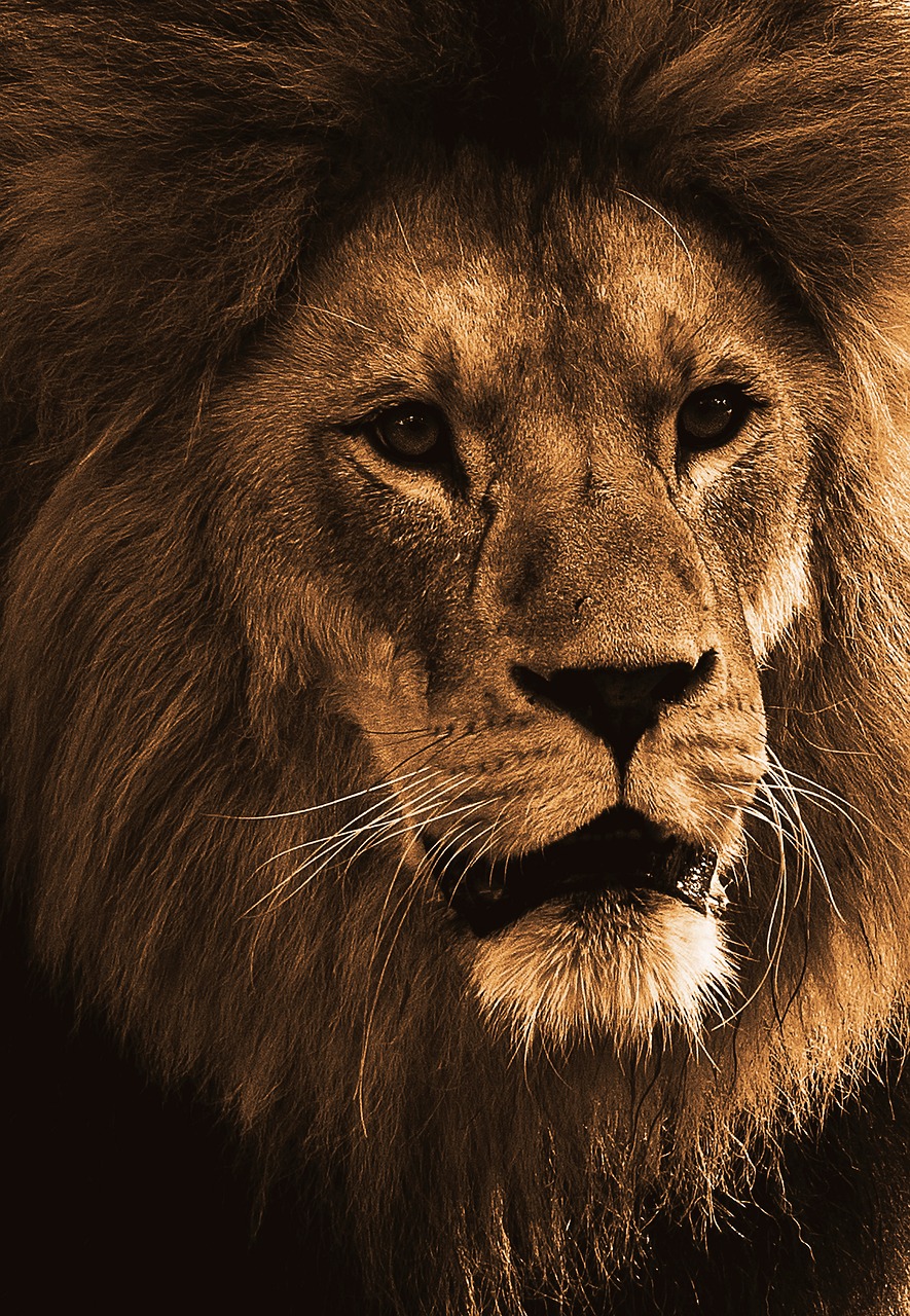 lion  predator  animal free photo