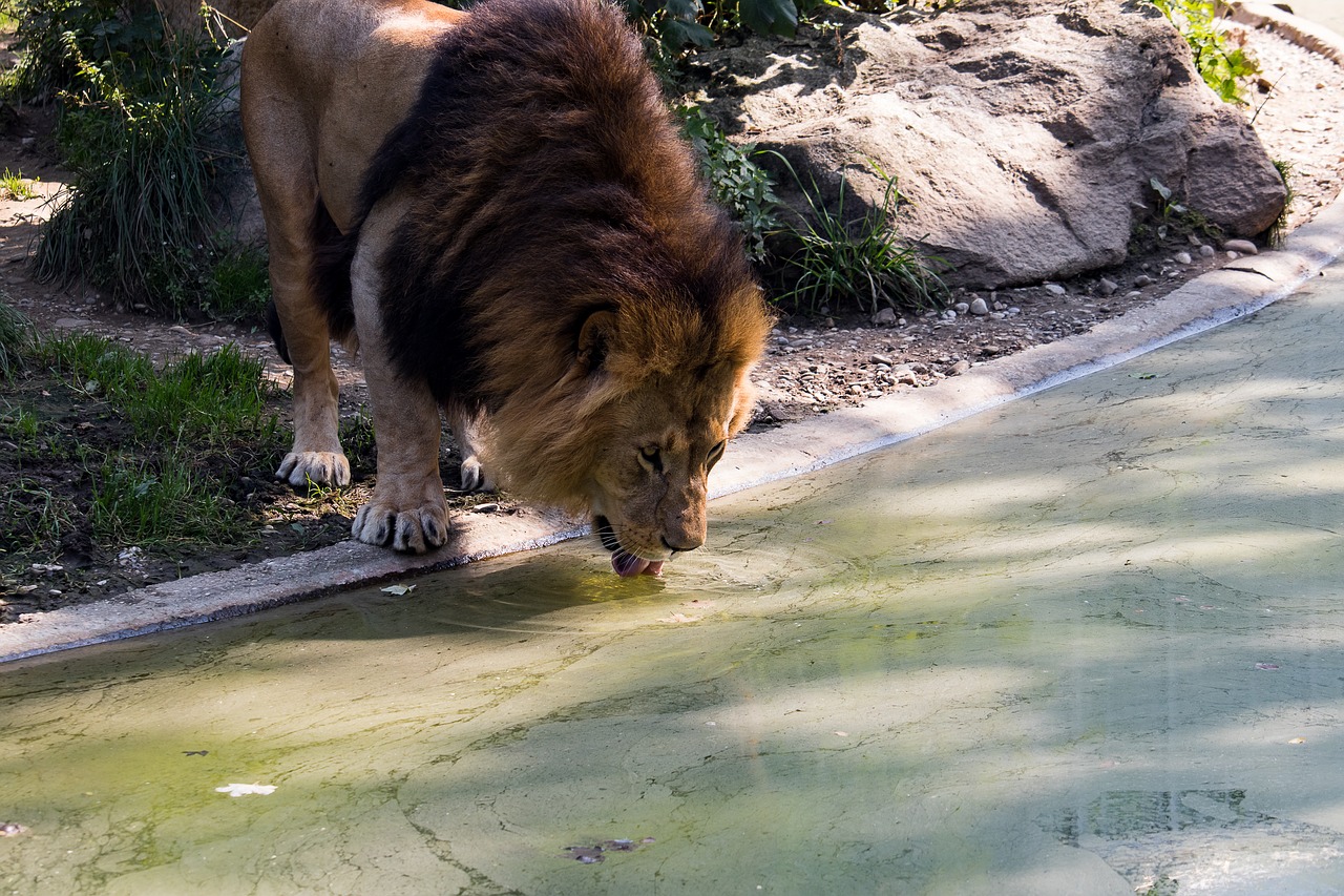 lion  predator  animal free photo