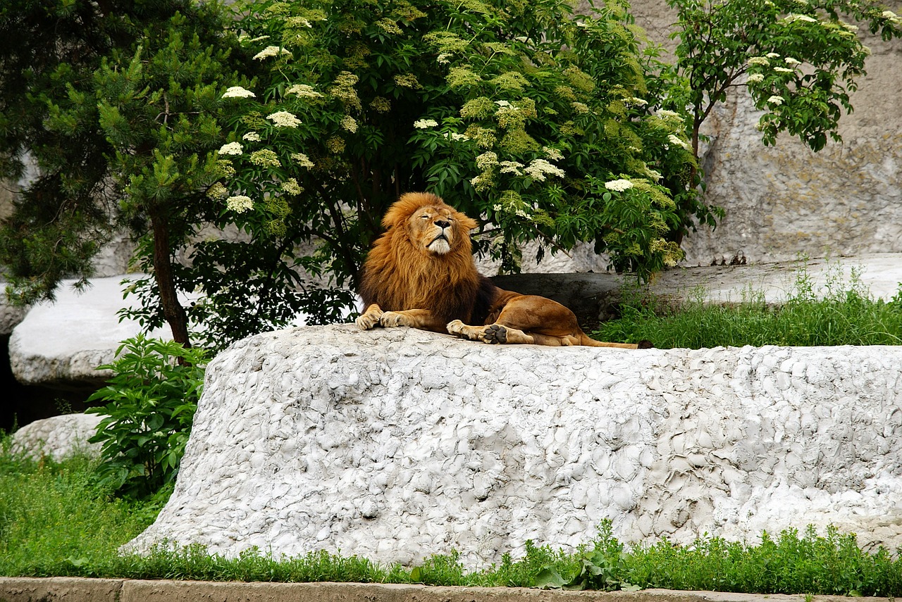 lion king the mane free photo