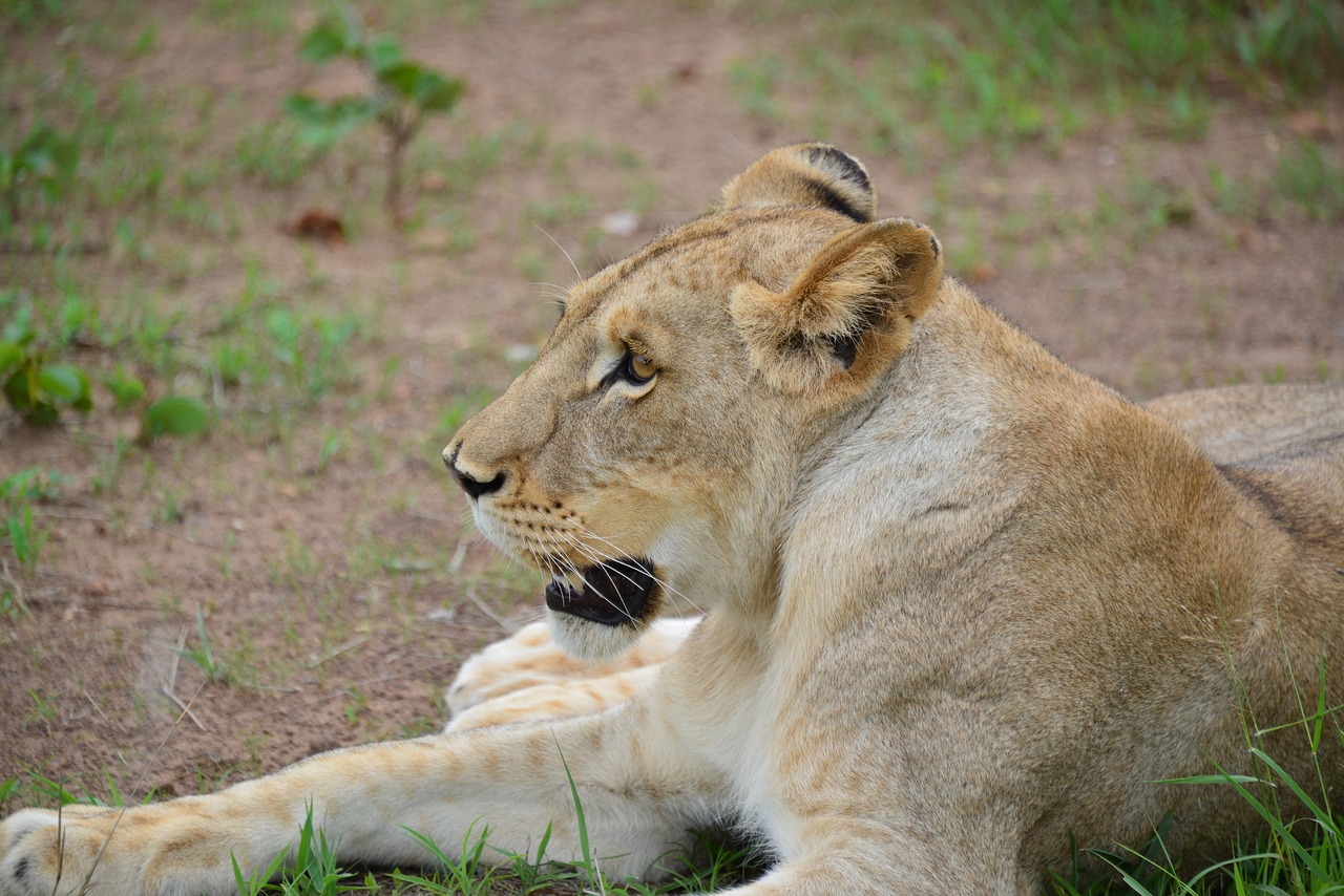 lion  kruger national park  south africa free photo