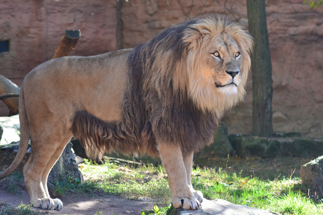 lion  males  mane free photo