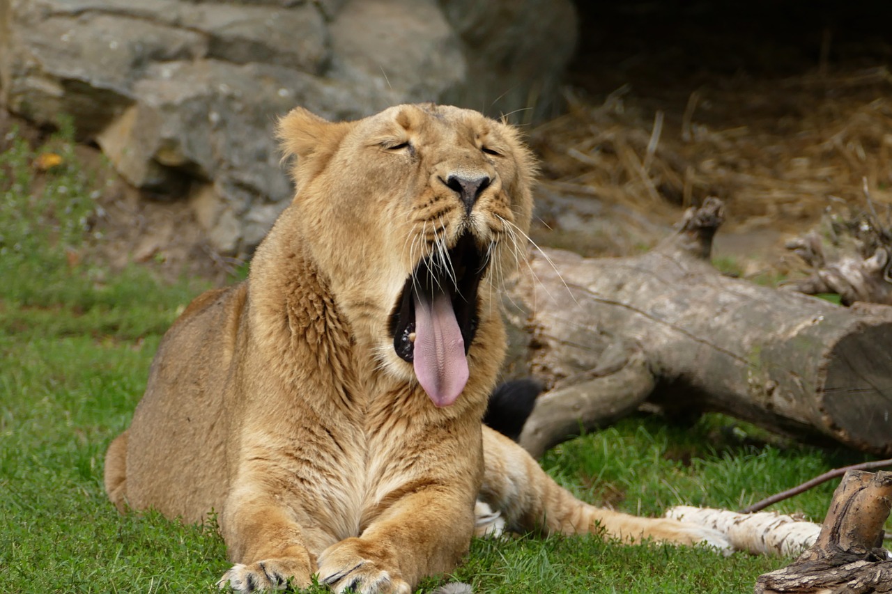 lion  lioness  animal free photo