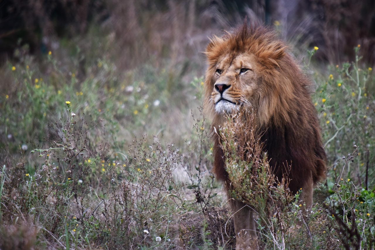 lion  tawny  majestic free photo