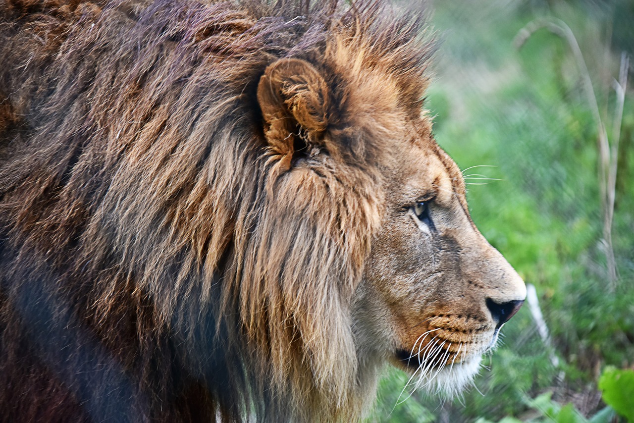 lion  tawny  majestic free photo