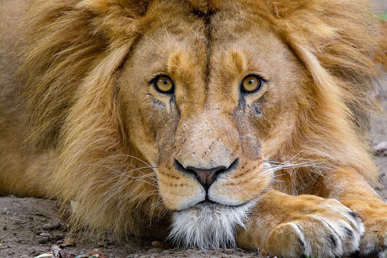 lion  male  close up free photo