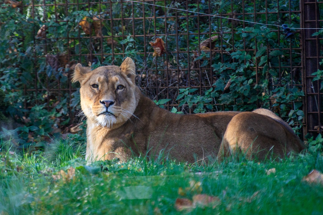 lion  lioness  animal world free photo