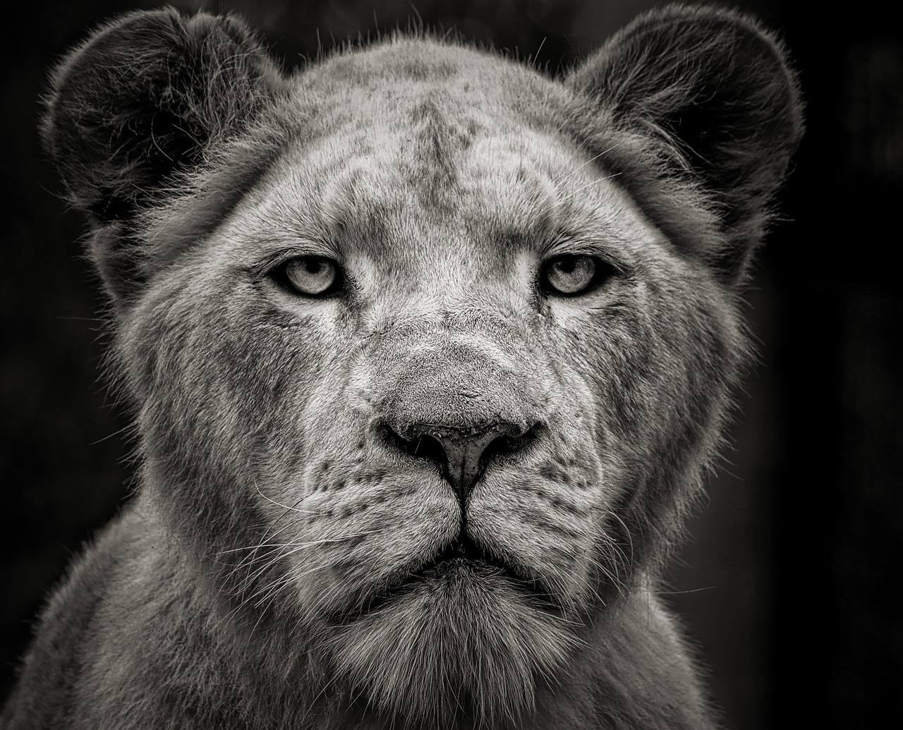 lion  animal  africa free photo