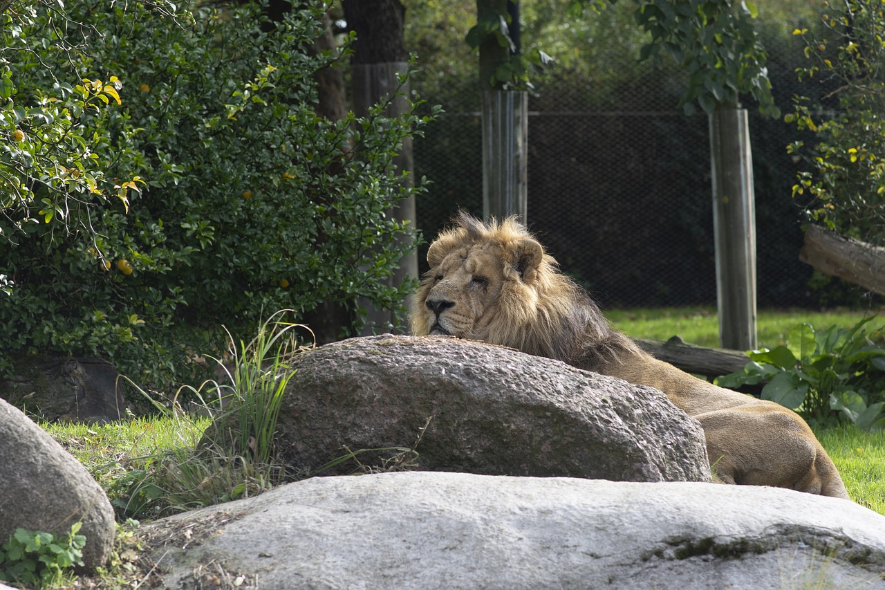 lion  predator  africa free photo