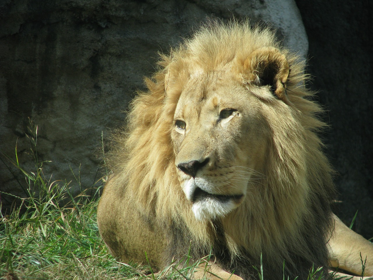 lion animal wildlife free photo