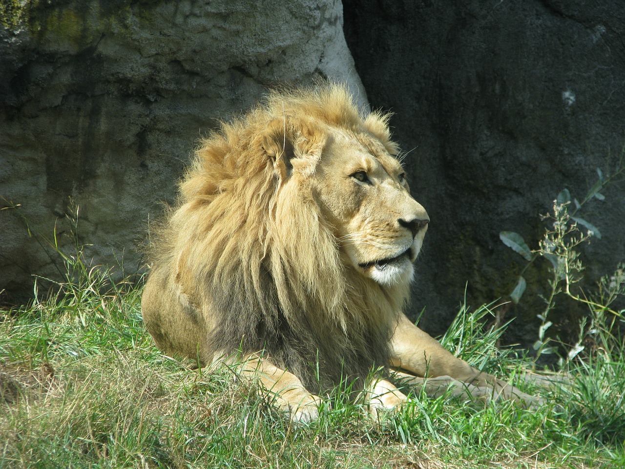 lion king mane free photo