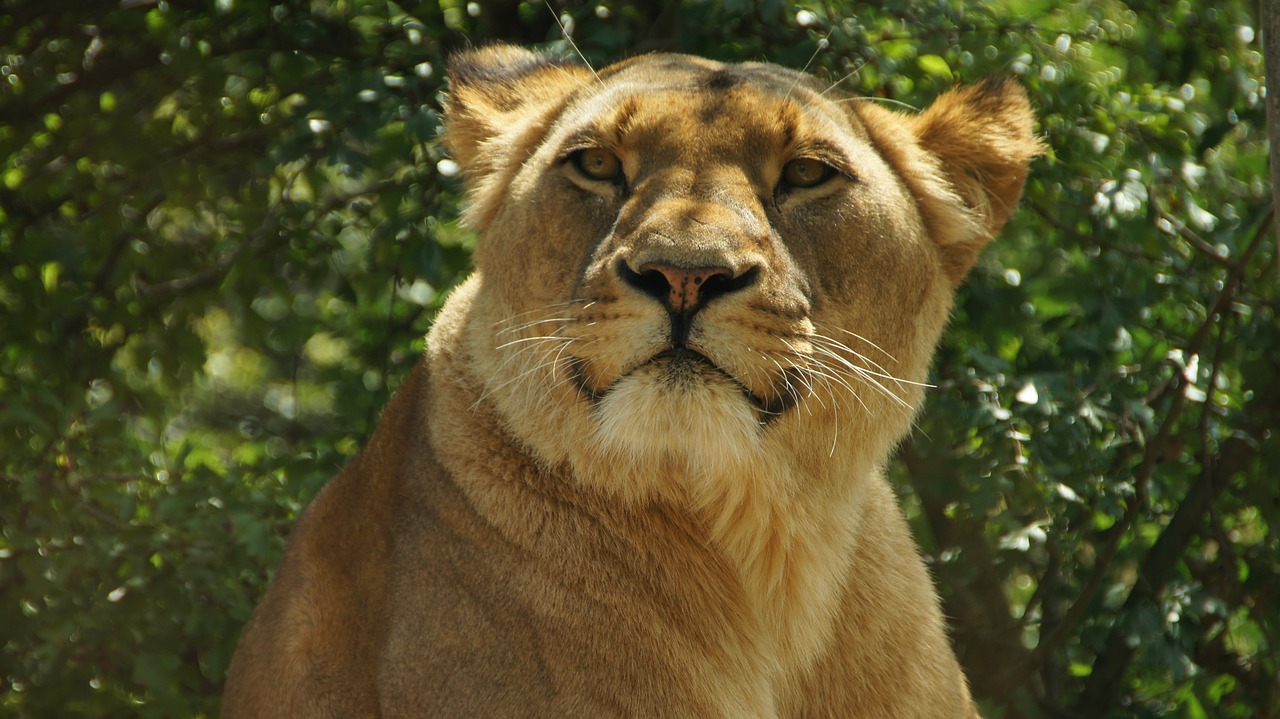 lion  nature  big cat free photo