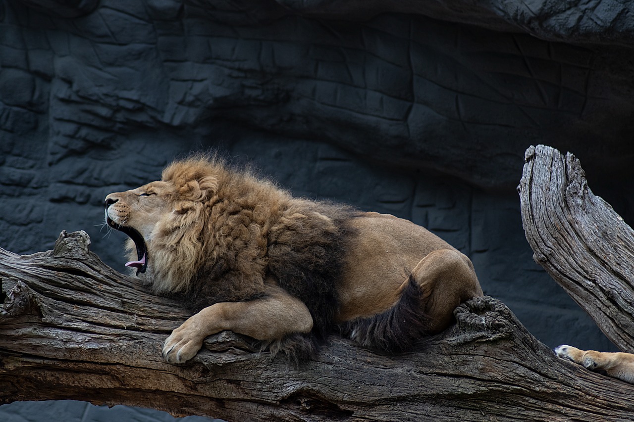lion  king  roar free photo