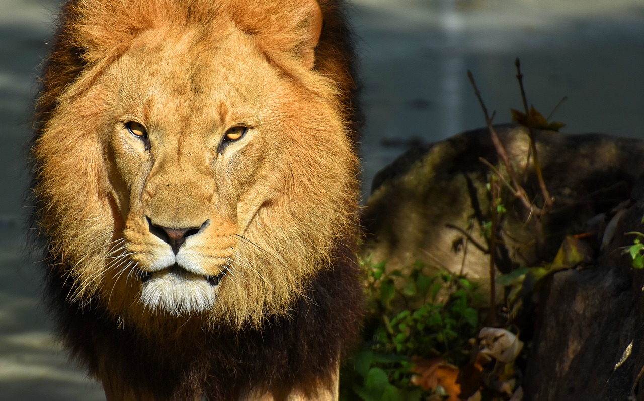 lion  predator  dangerous free photo