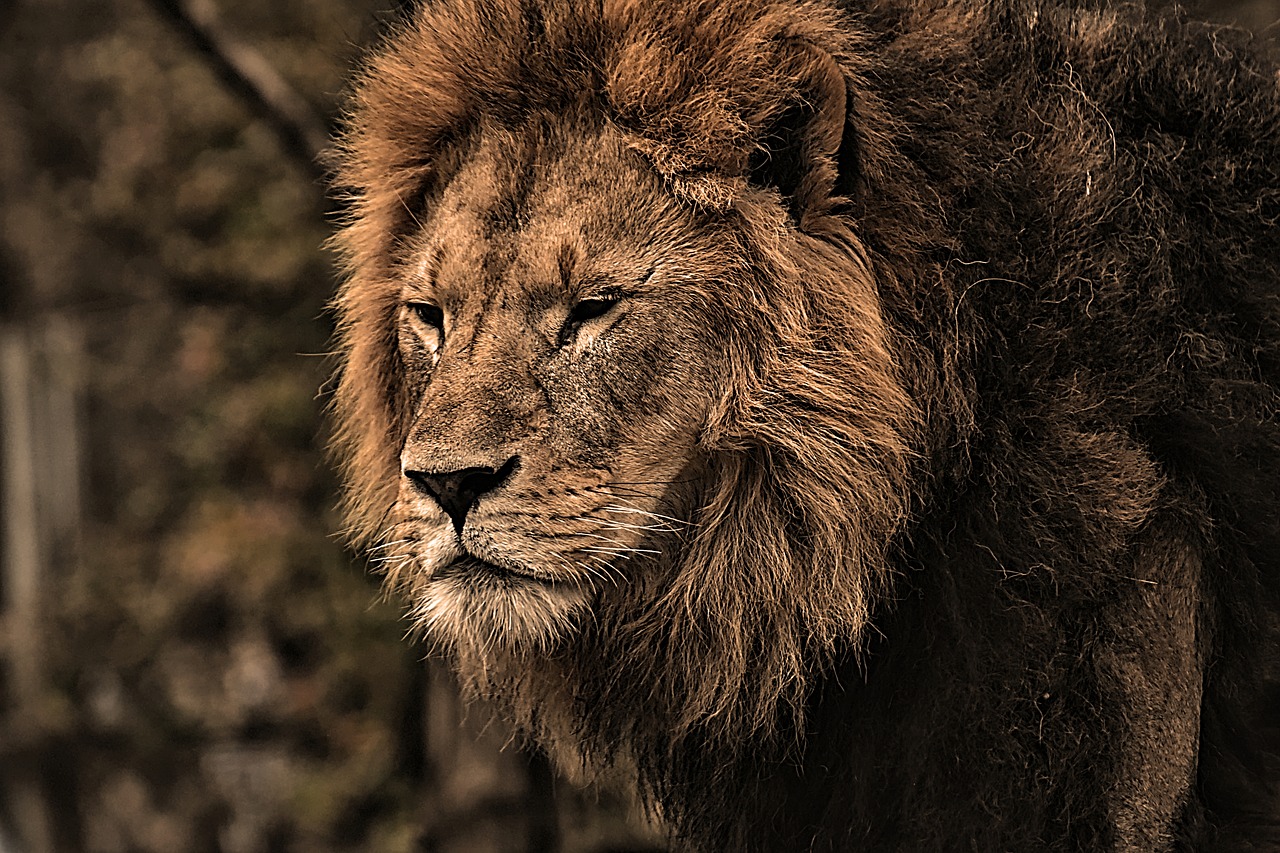 lion  predator  dangerous free photo