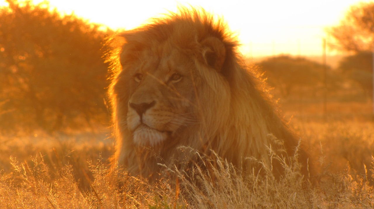 lion  africa  animal free photo