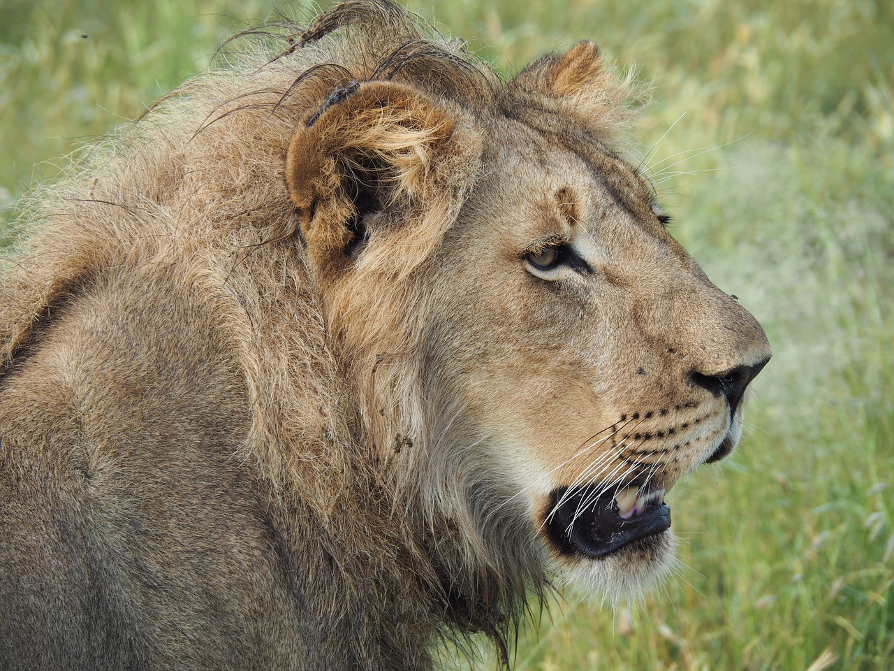 lion  safari  africa free photo