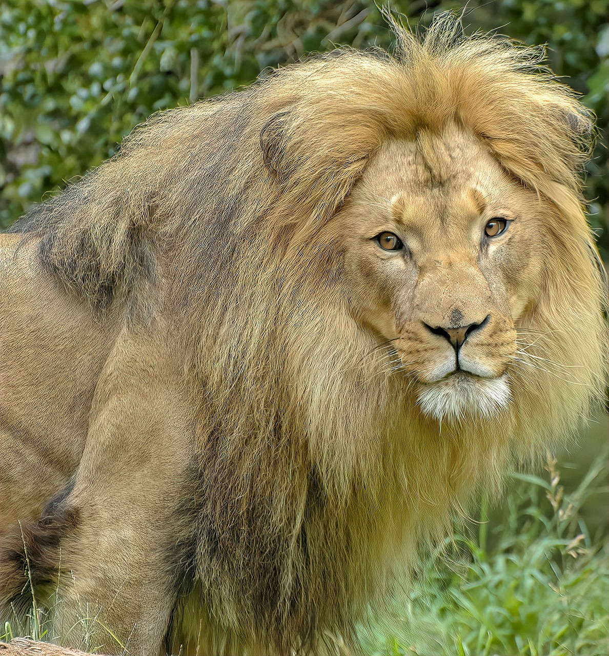 lion  male  animal free photo
