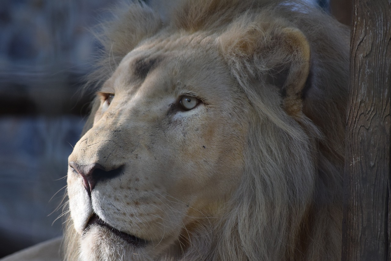 lion  predator  male free photo