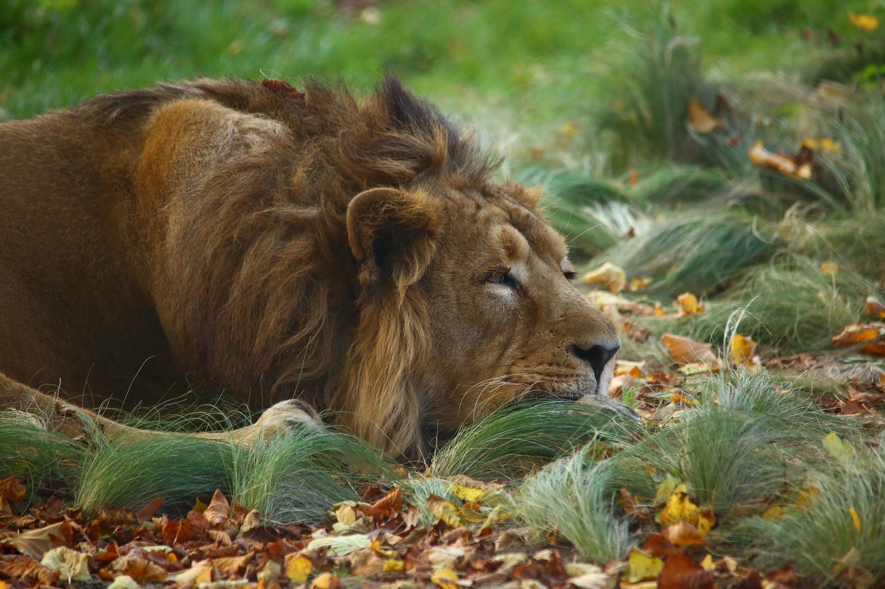 lion  outdoor  nature free photo