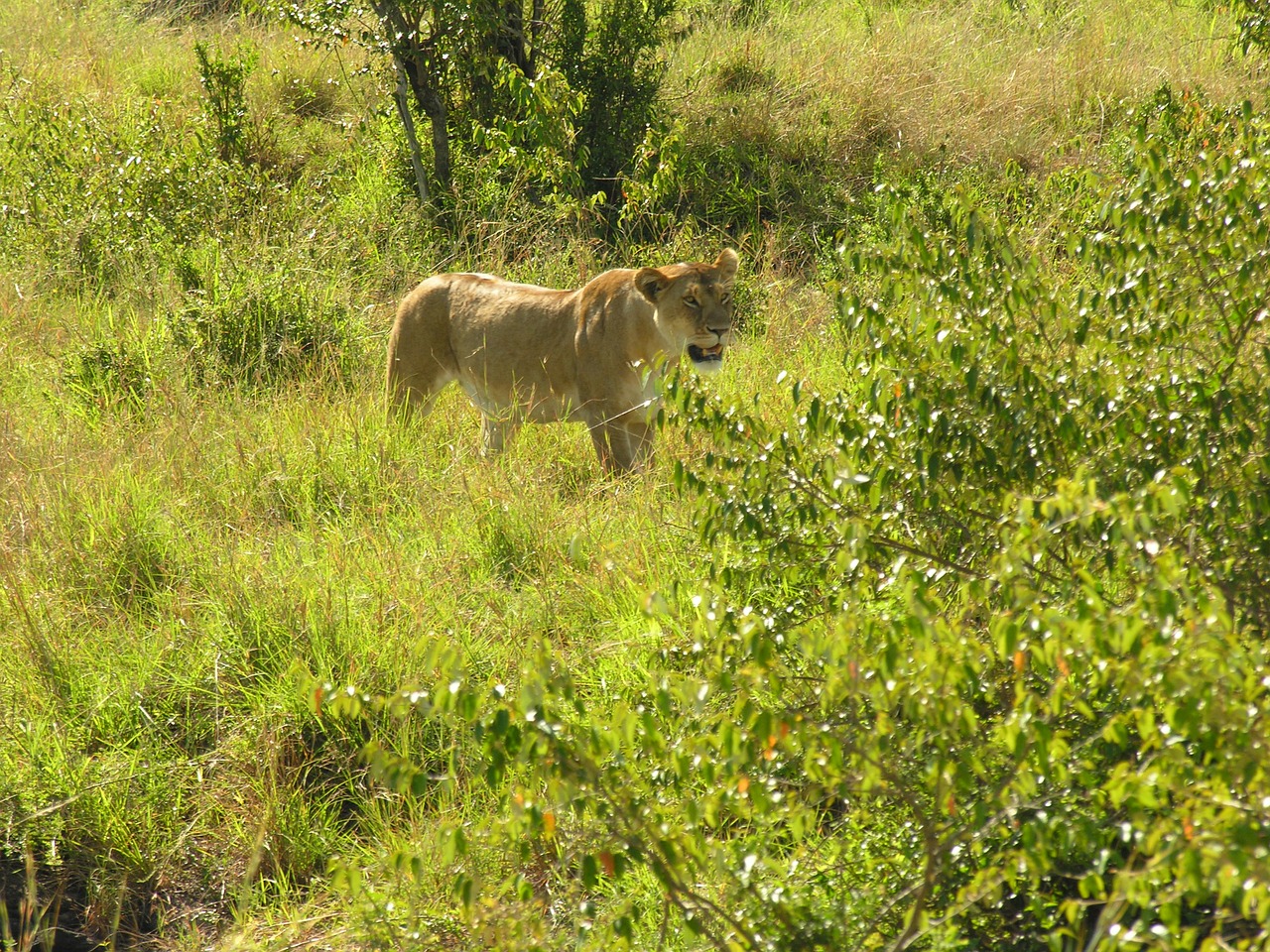 lion nature wildlife free photo