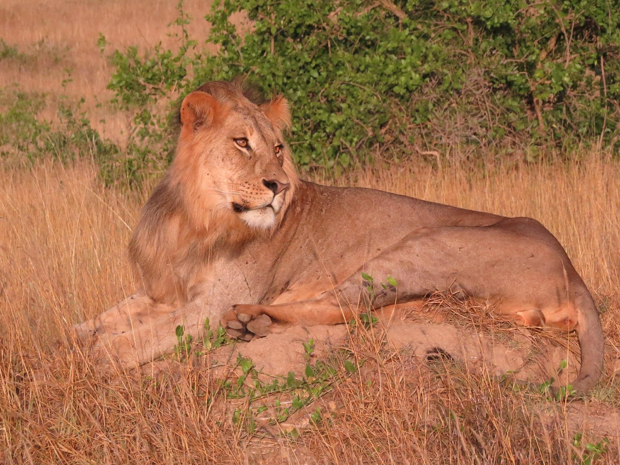 lion savanna predator free photo