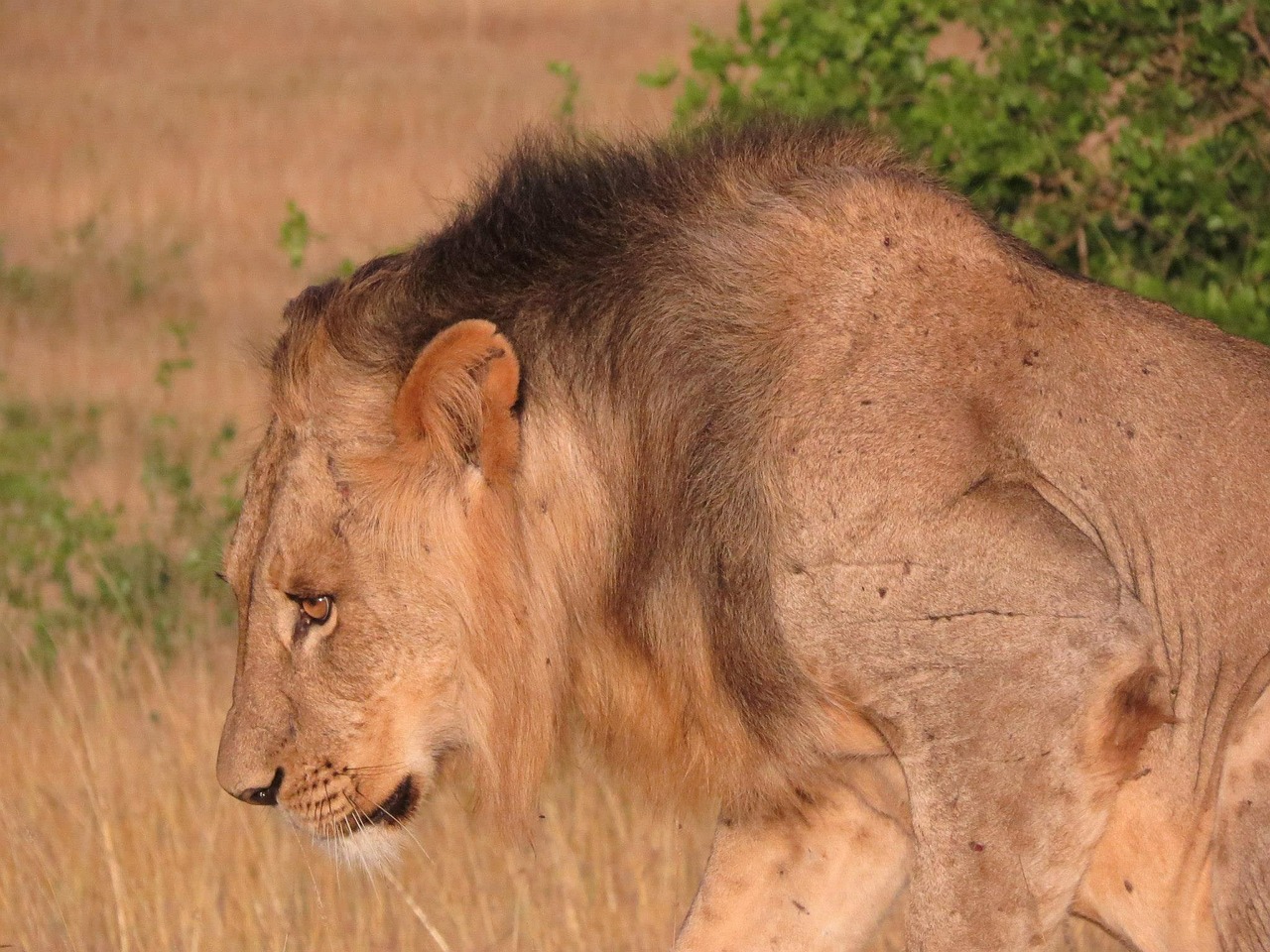 lion savannah africa free photo