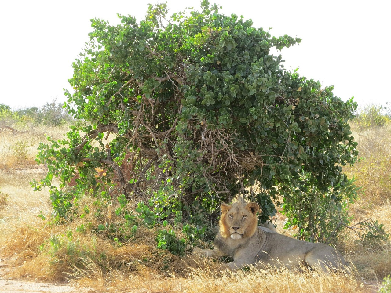 lion shade africa free photo