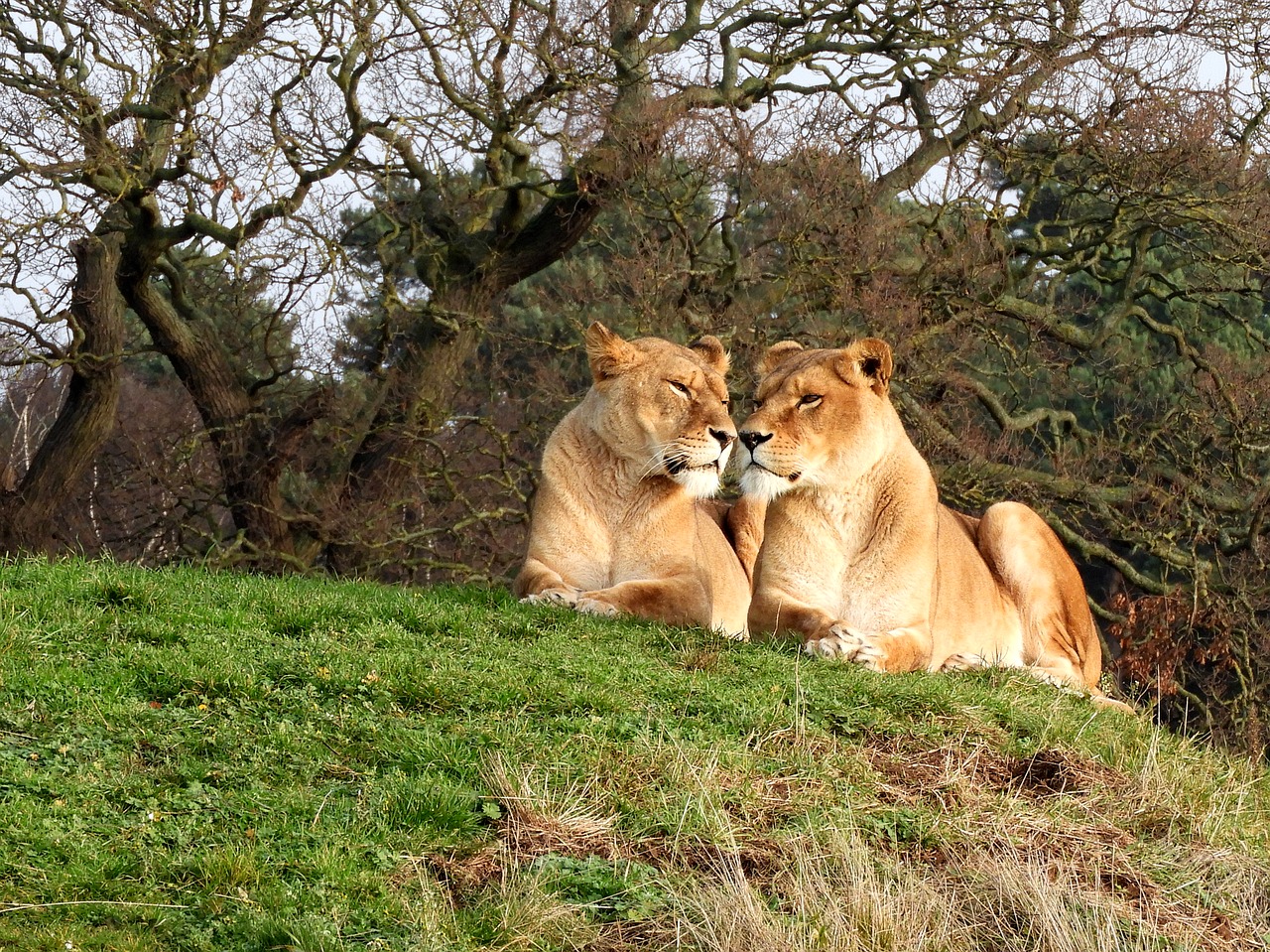 lion  wildlife  lioness free photo