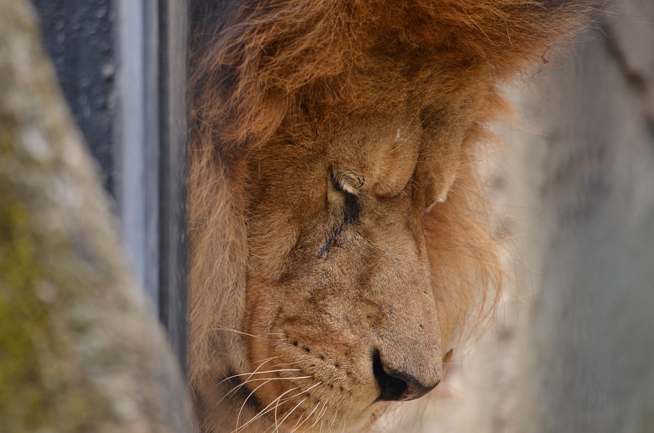 lion  sad  mane free photo
