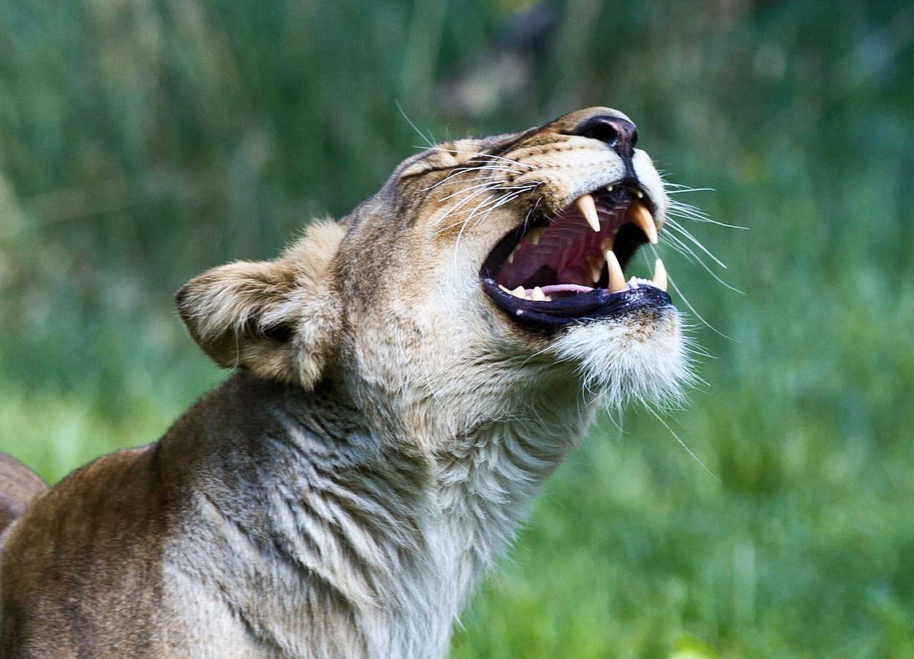 lion predator animal free photo