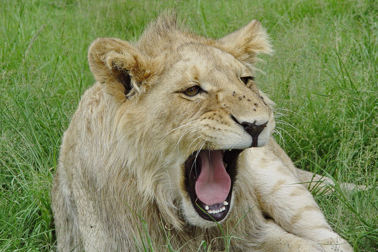 lion  yawn  young free photo