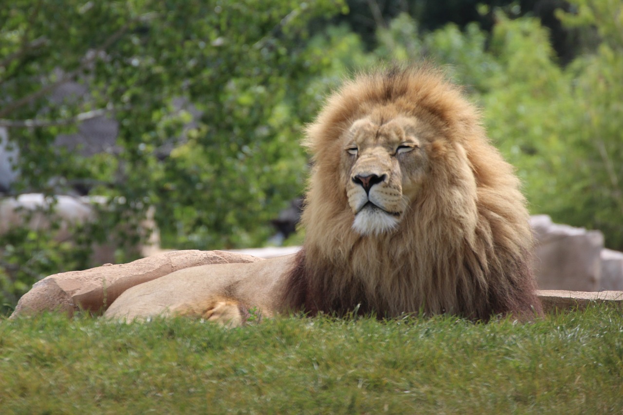 lion  animals  wild free photo