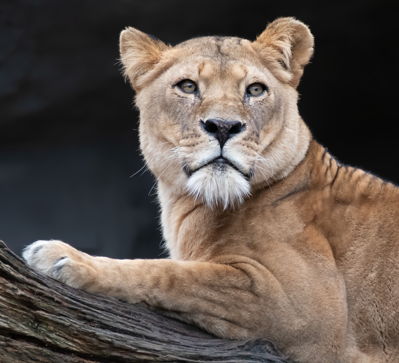 lion  lioness  big cat free photo