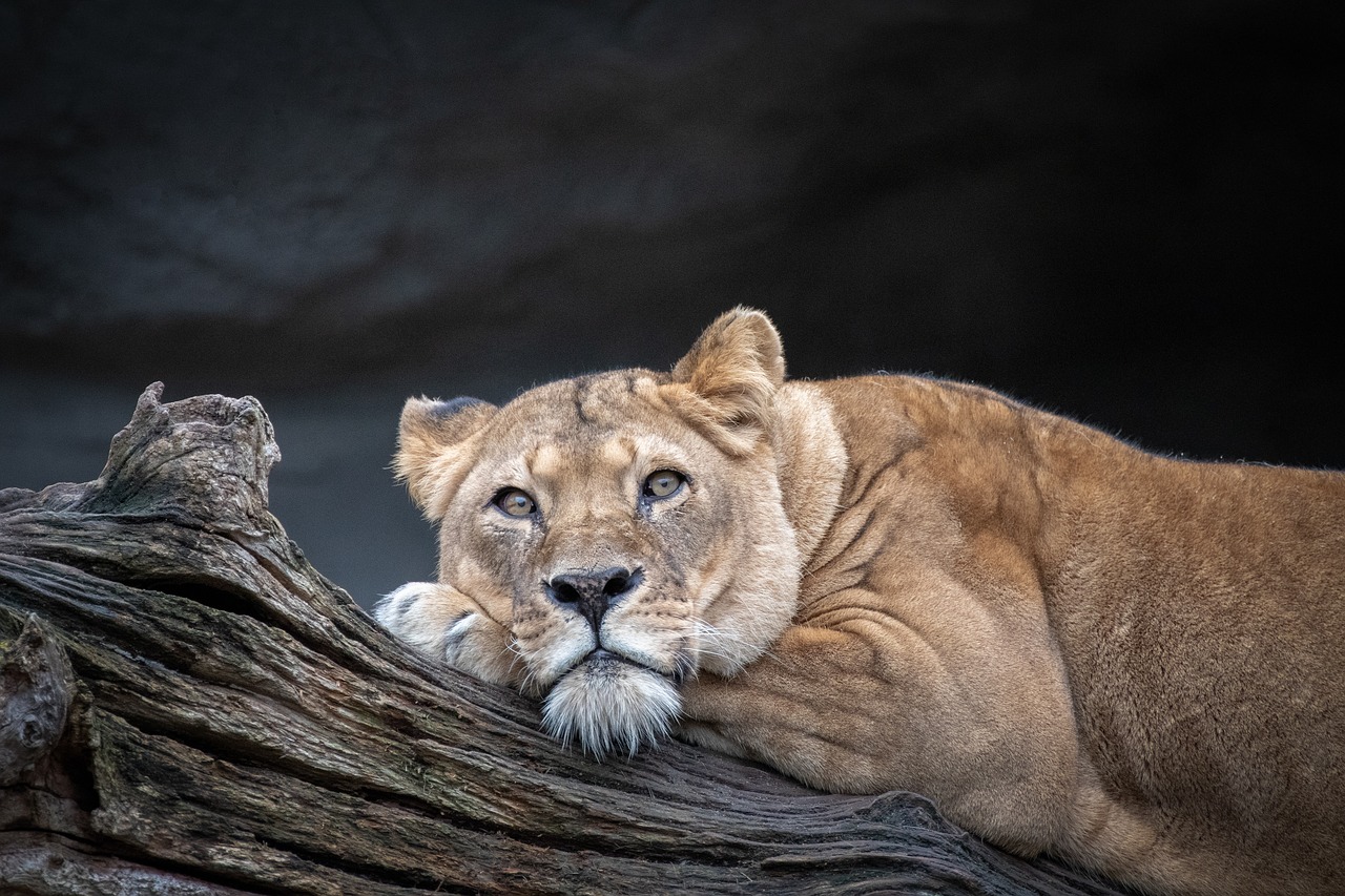 lion  lioness  animal world free photo