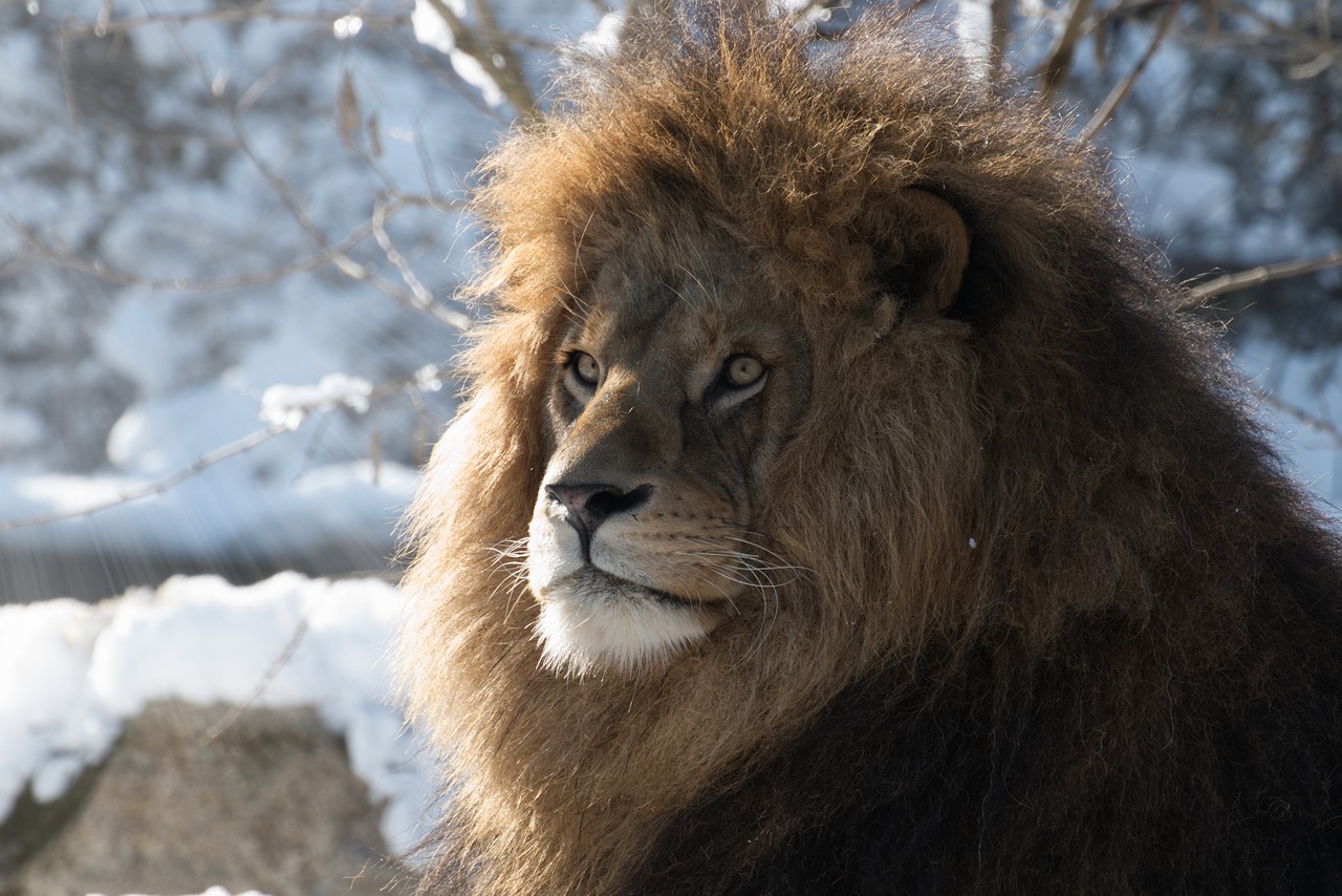 lion  predator  zoo free photo