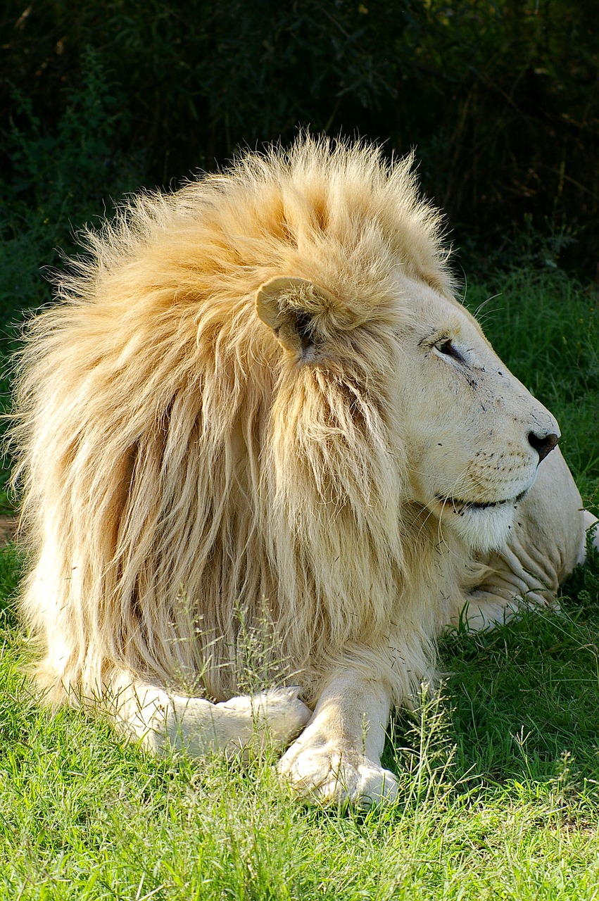 lion  white lion  animal free photo