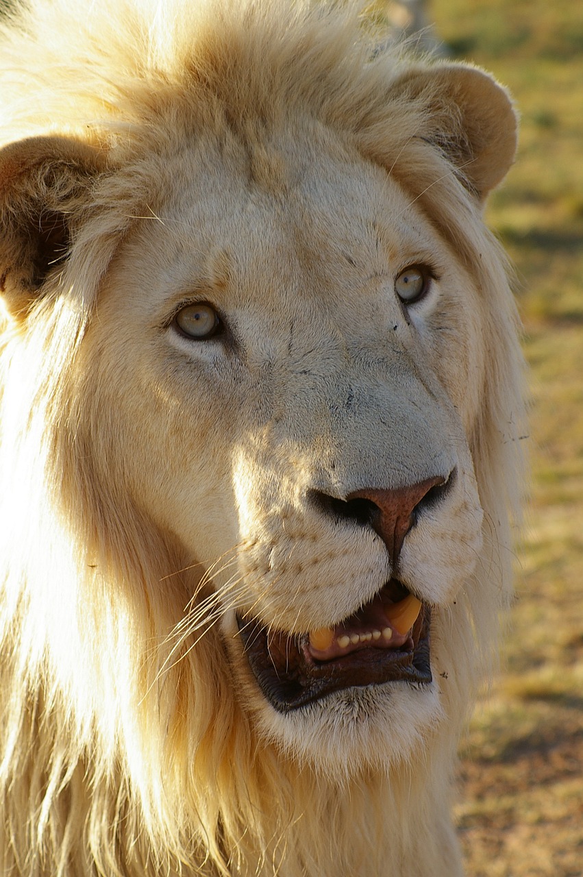 lion  white lion  animal free photo