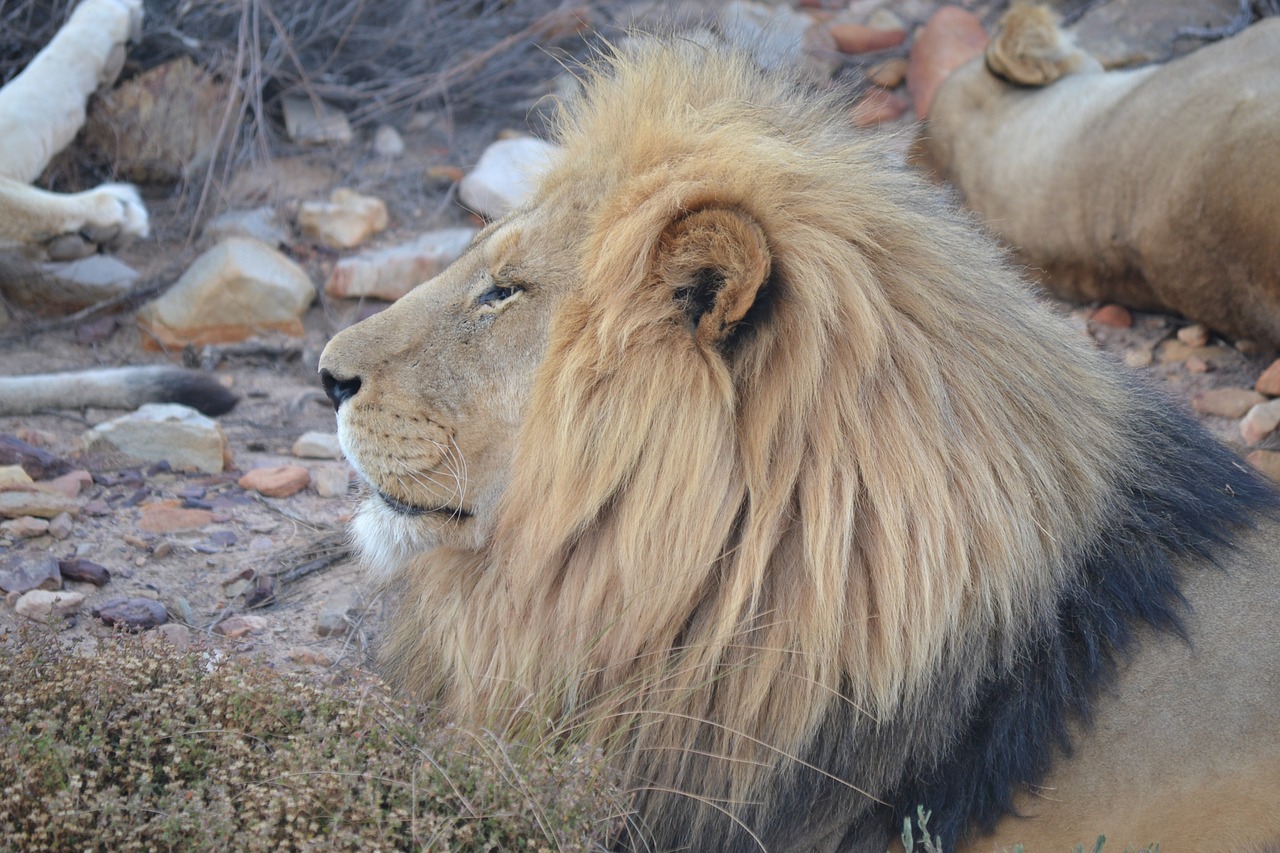 lion  lion king  male lion free photo