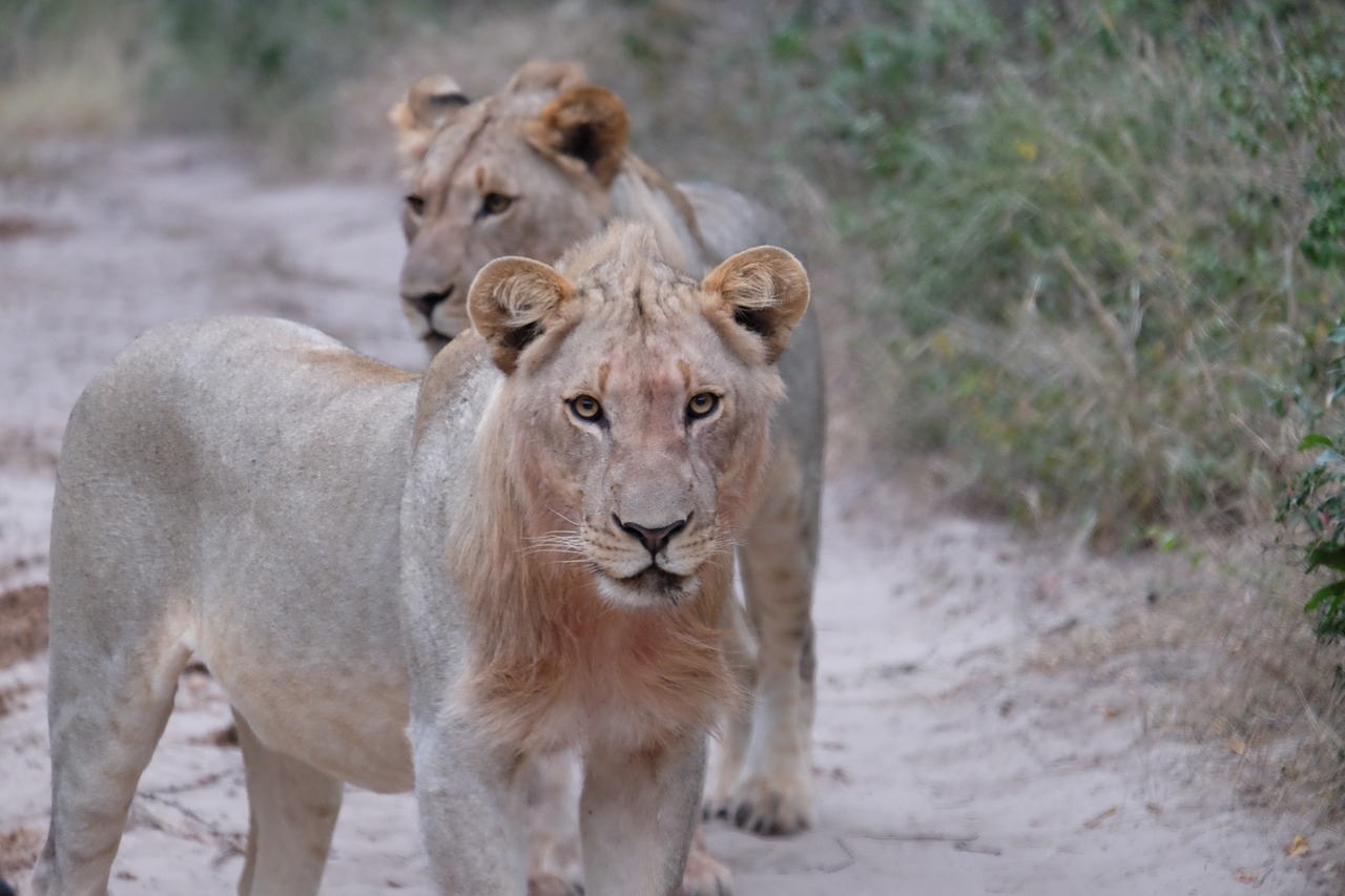 lion  south africa  big cat free photo