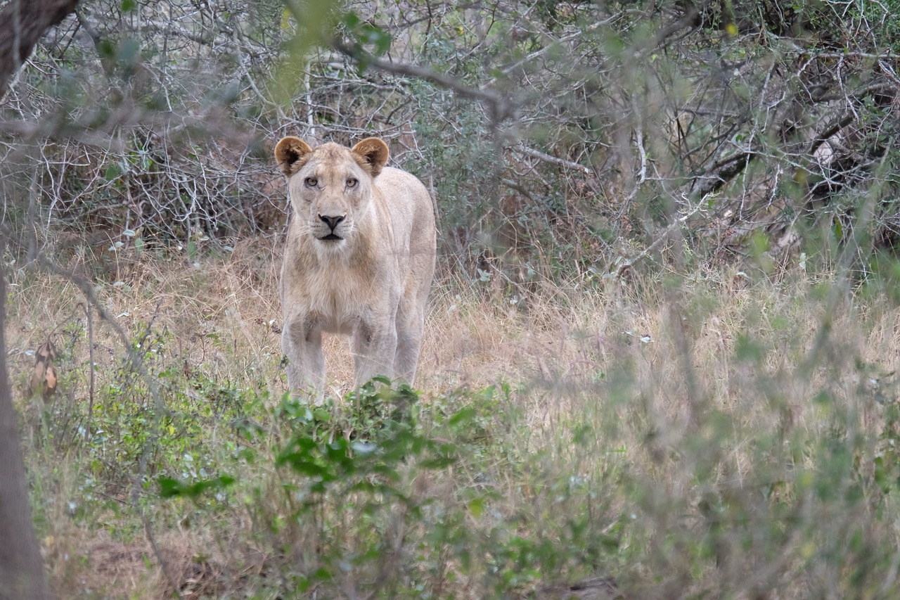 lion  south africa  wildlife free photo