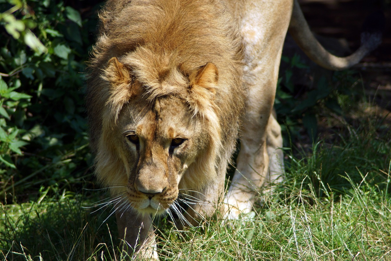 lion frontal cat free photo