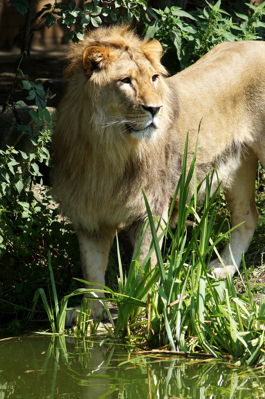 lion predator water free photo