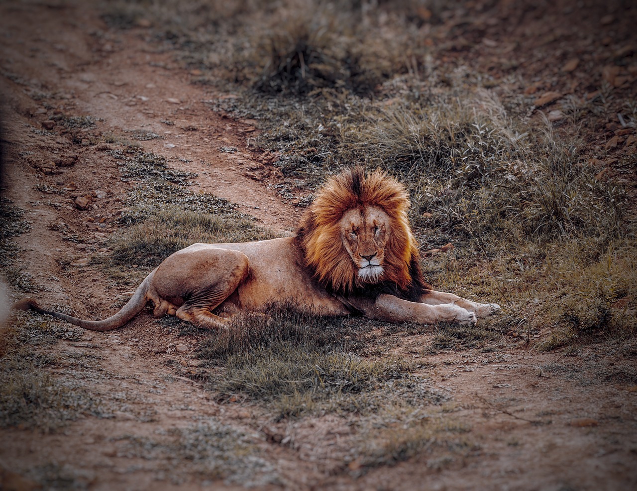 lion  animal  safari free photo