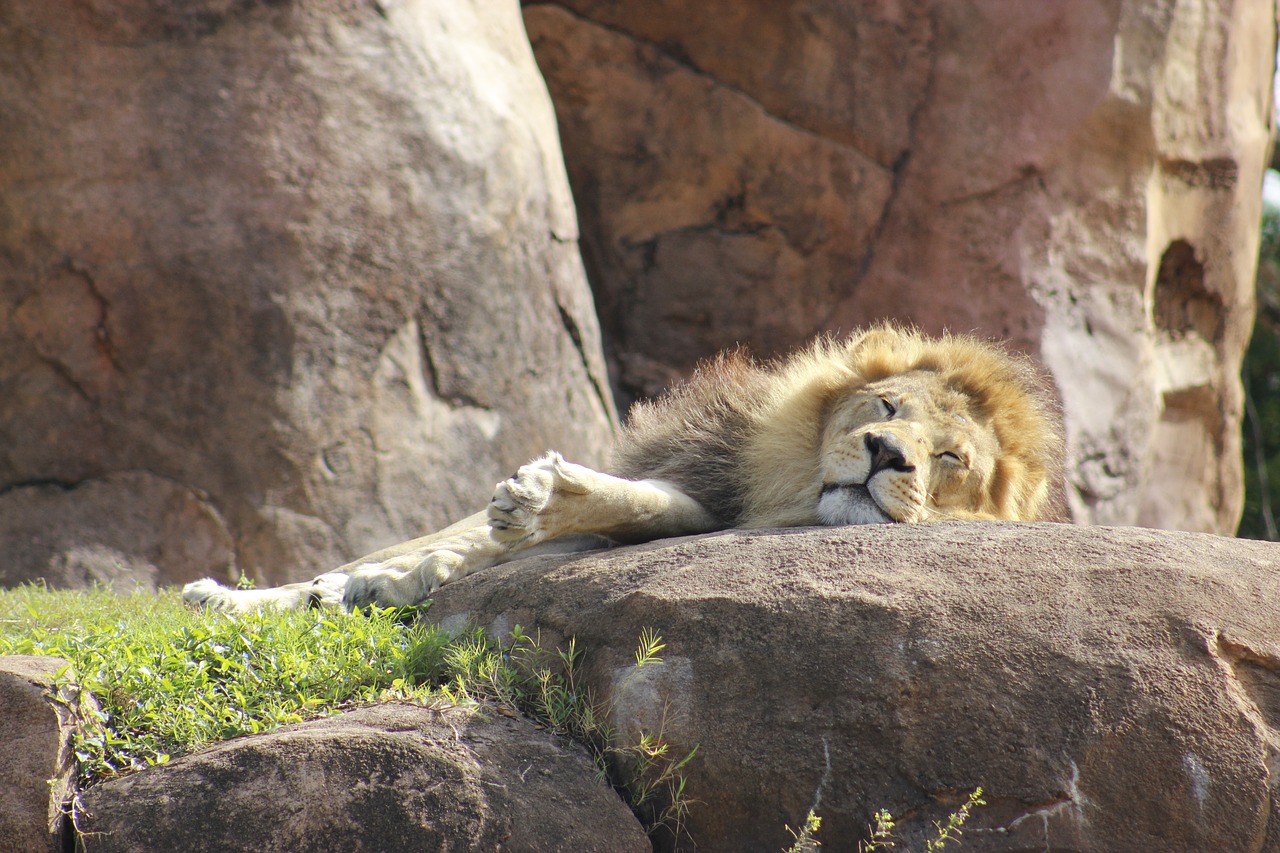 lion  disney  animal free photo